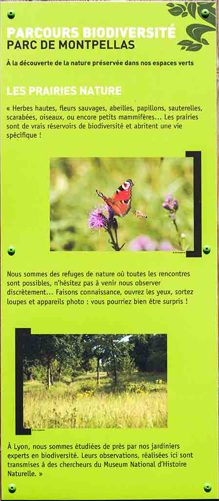 Montpellas-5-Prairie-Nature_DSG_3085