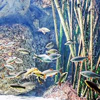 Aquarium de Lyon à La Mulatière - Rhône