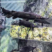 Aquarium de Lyon à La Mulatière - Rhône