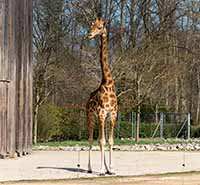 Girafes du Parc de la Tête d’Or Lyon 6ème