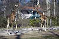 Girafes du Parc de la Tête d’Or Lyon 6ème