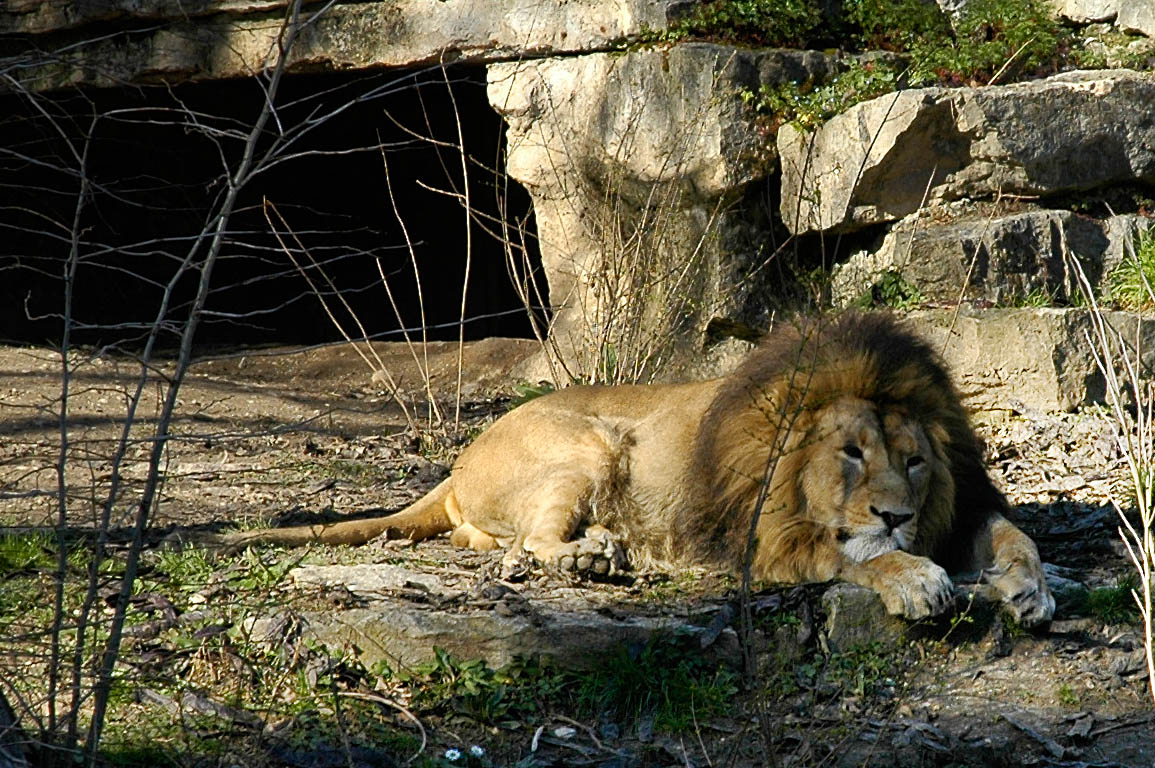 Lion au parc de la Tête d’Or Lyon 6ème