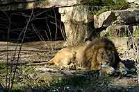 Lion au parc de la Tête d’Or Lyon 6ème