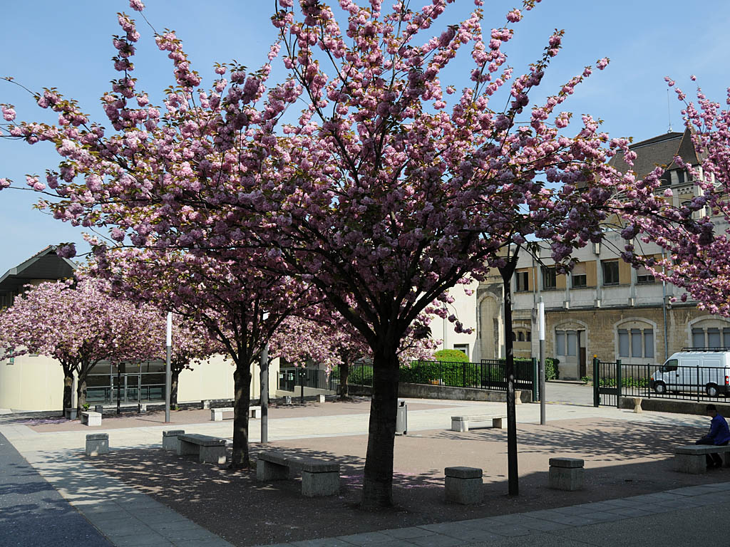 Place devant le Lycée Saint Just Lyon 5ème